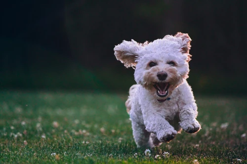 Happy dog with owner in Buffalo park