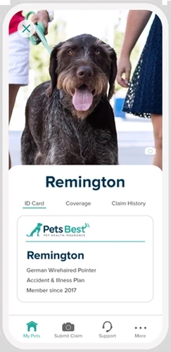 Dog at veterinary clinic in Buffalo